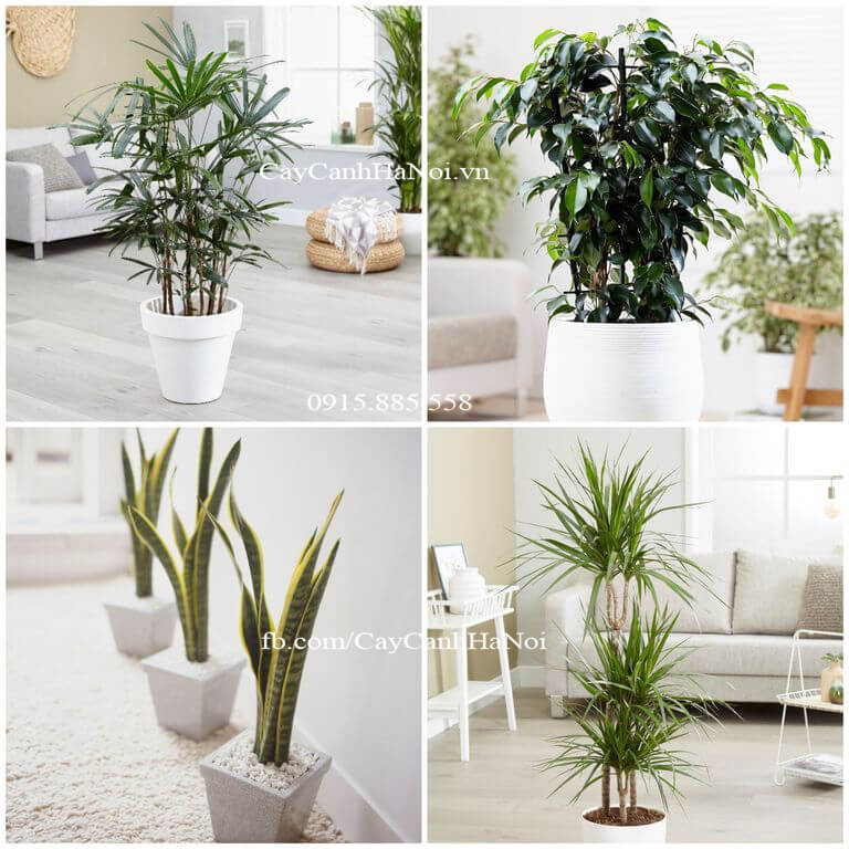 10-cay-canh-tot-nhat-trong-nha-1 10 loại cây thanh lọc không khí trong nhà tốt nhất