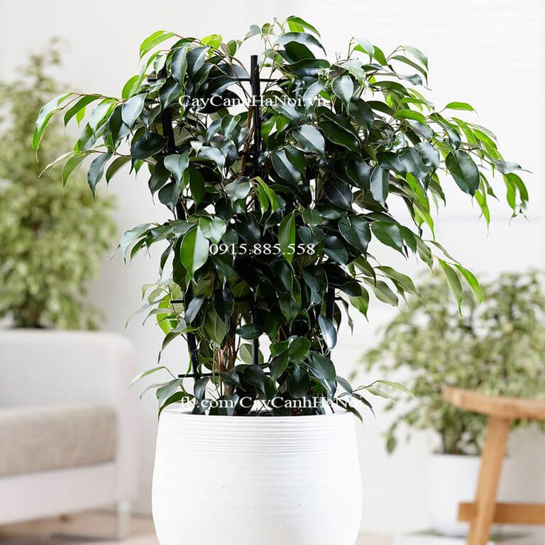 10-cay-canh-tot-nhat-trong-nha-1 10 loại cây thanh lọc không khí trong nhà tốt nhất
