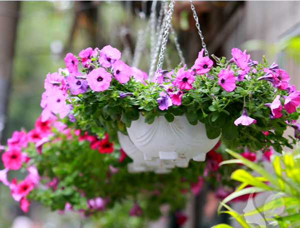 hoa-da-yen-thao Cách chăm hoa dạ yến thảo ra hoa quanh năm